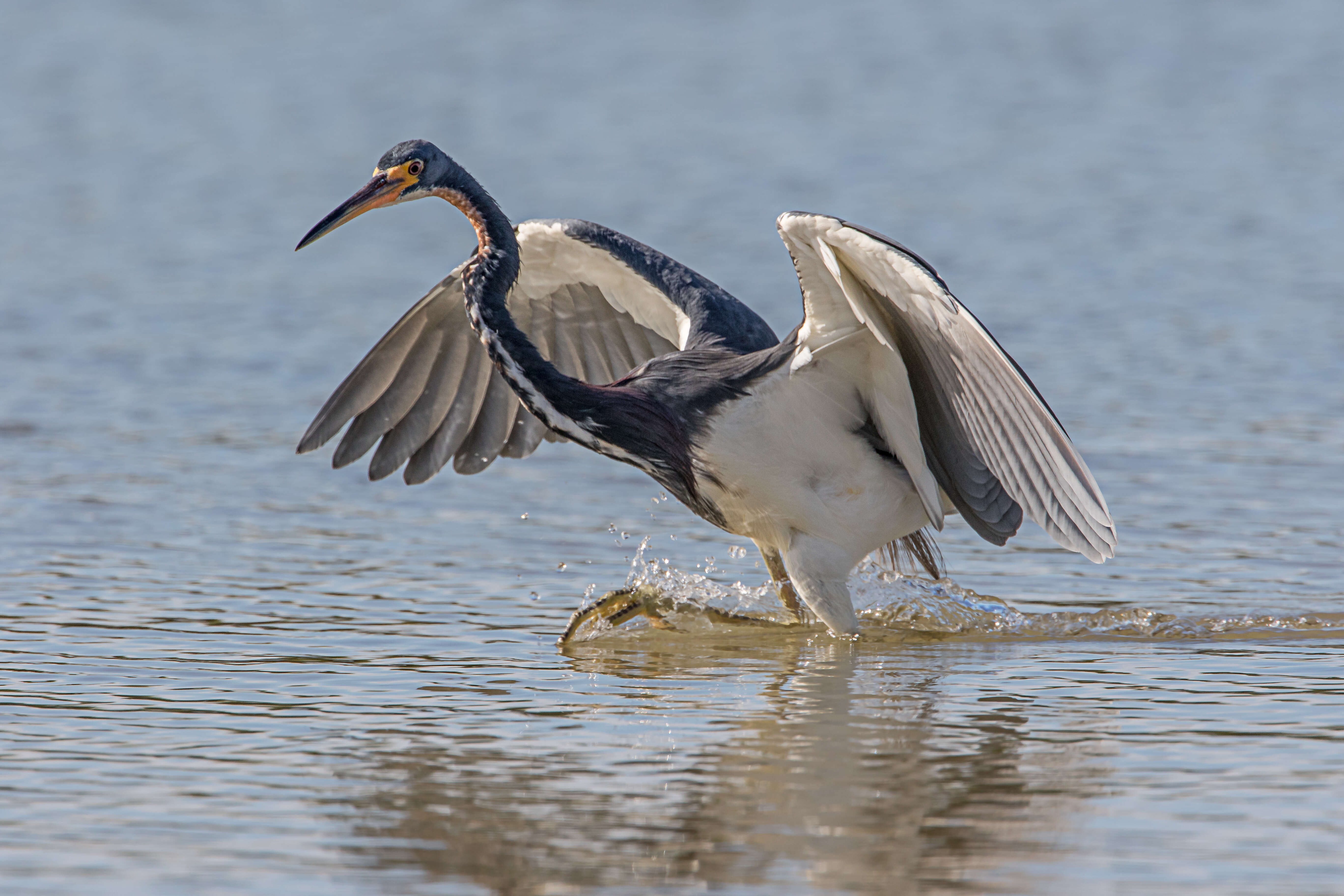 Image de Aigrette tricolore