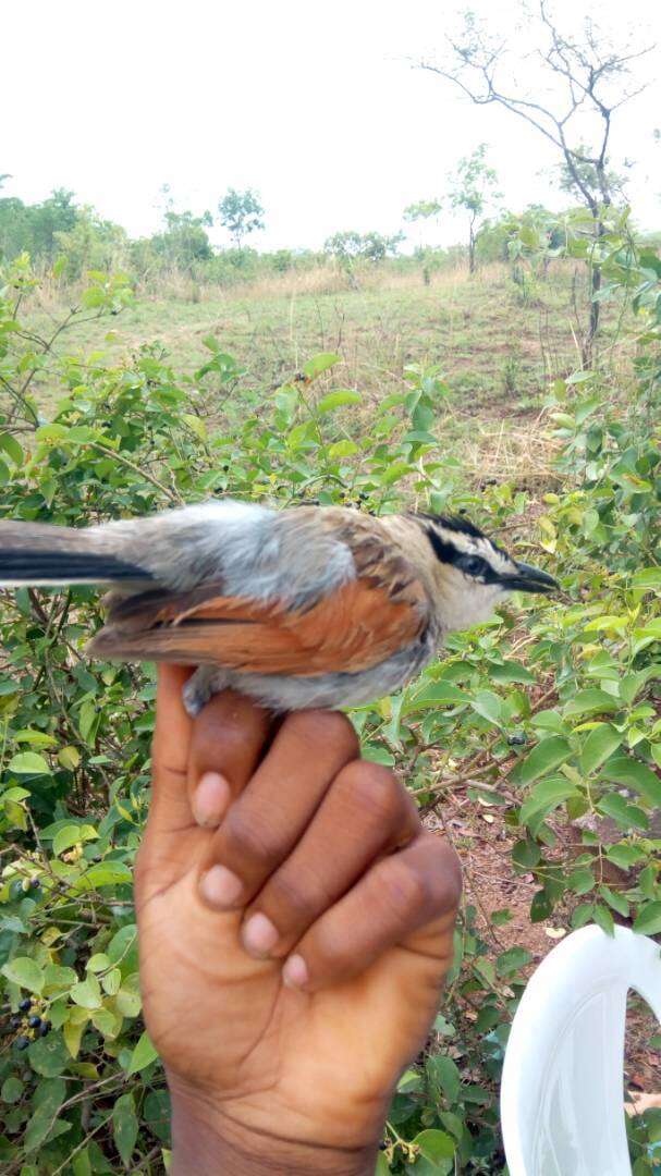 Image of Black-crowned Tchagra