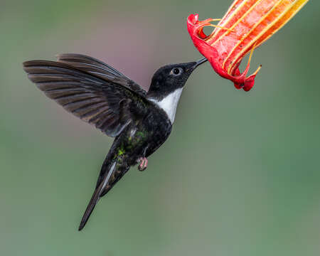 Image of Collared Inca