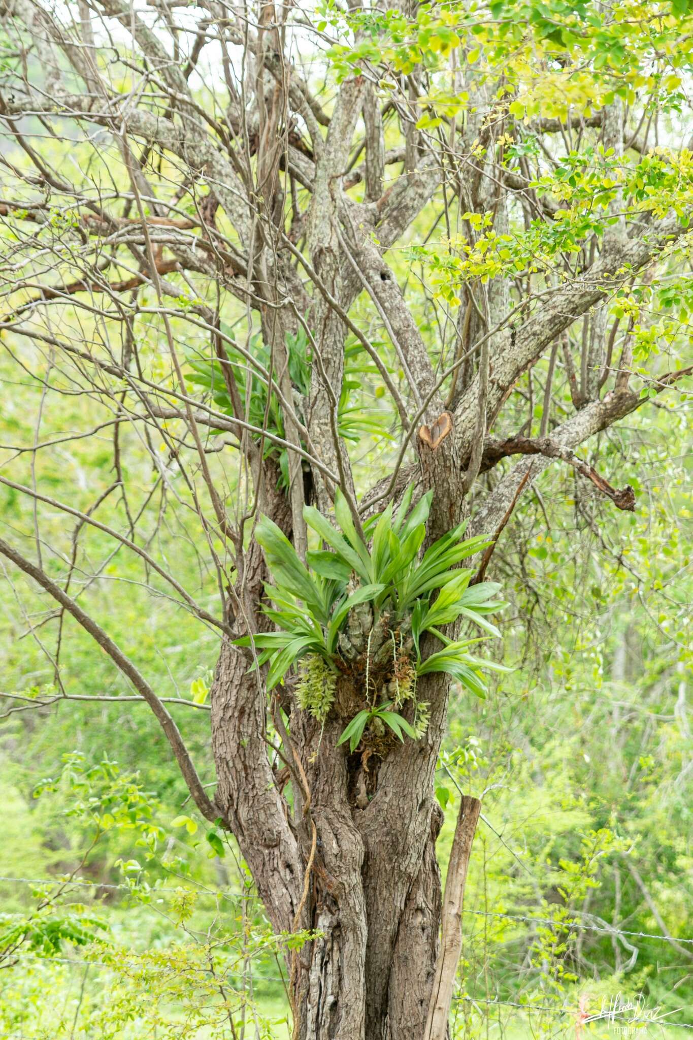 Image of Clowesia dodsoniana E. Aguirre