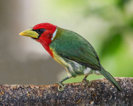 Image of Red-headed Barbet