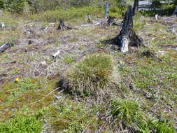 Image of Carex deflexa var. boottii L. H. Bailey