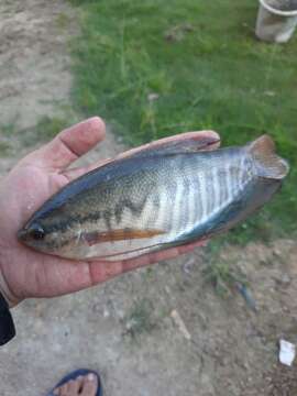 Image of Snakeskin gourami