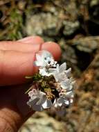 Image of sticky western rosinweed