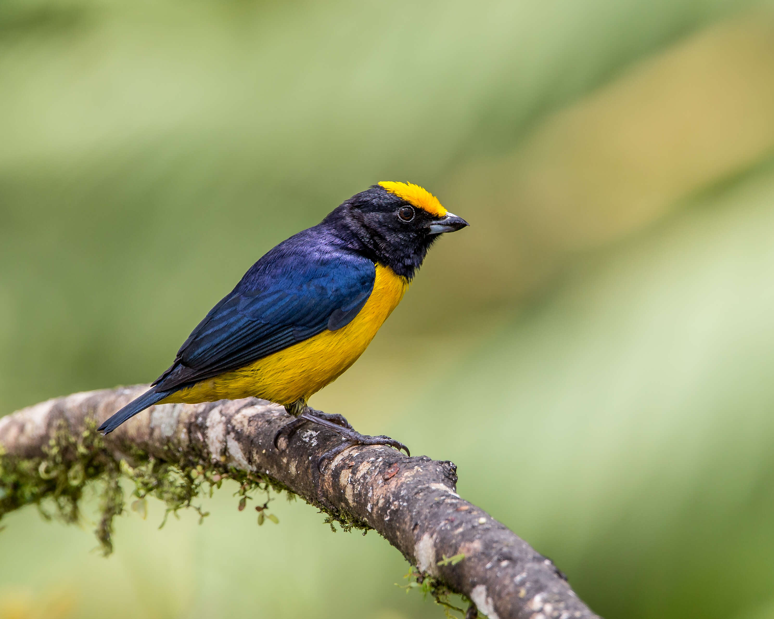 Image of Orange-bellied Euphonia