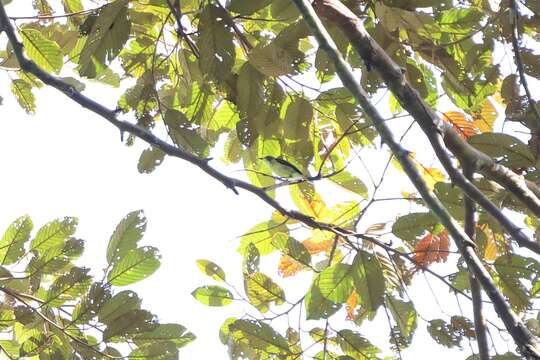 Image of Golden-bellied Gerygone