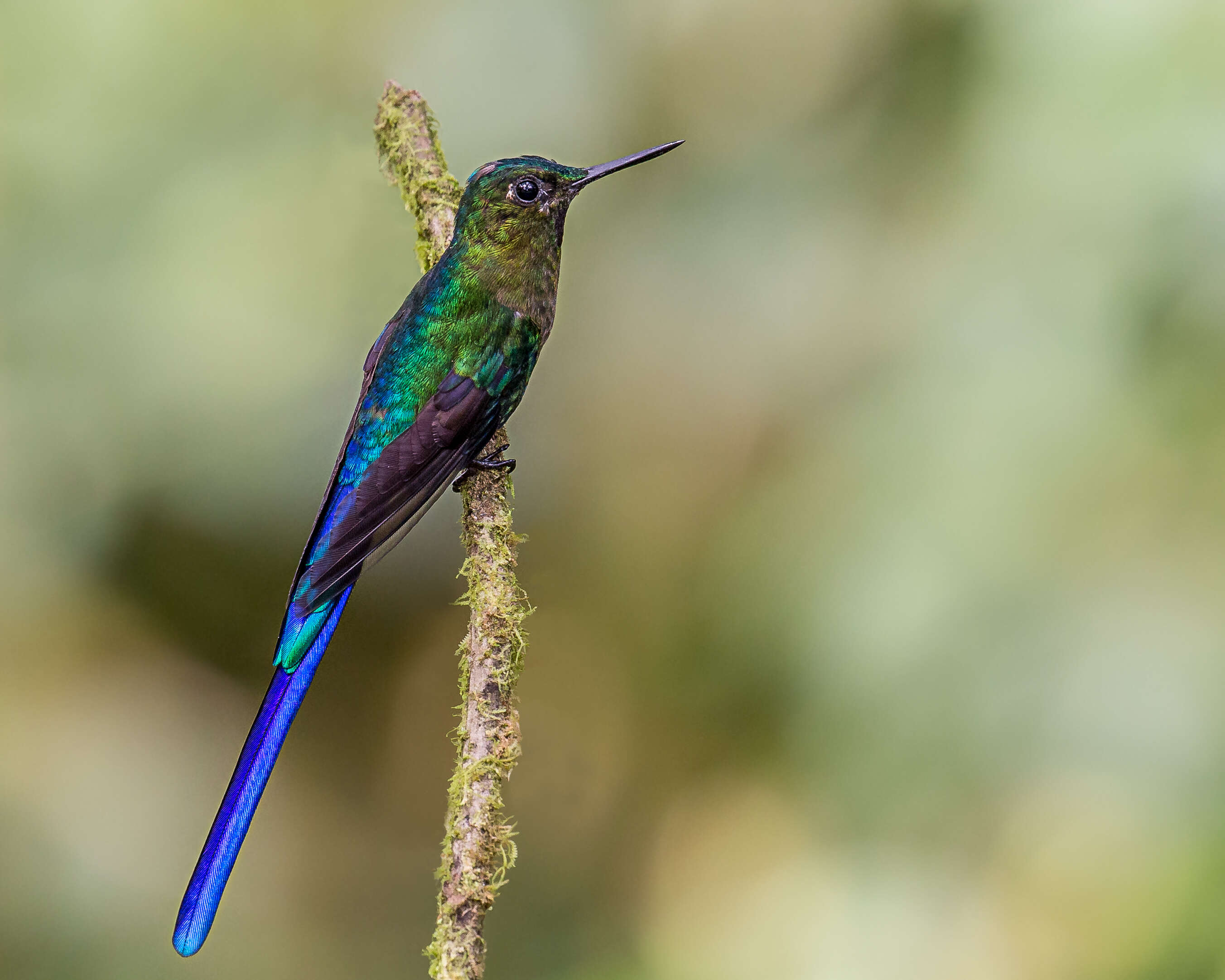 Image of Violet-tailed Sylph