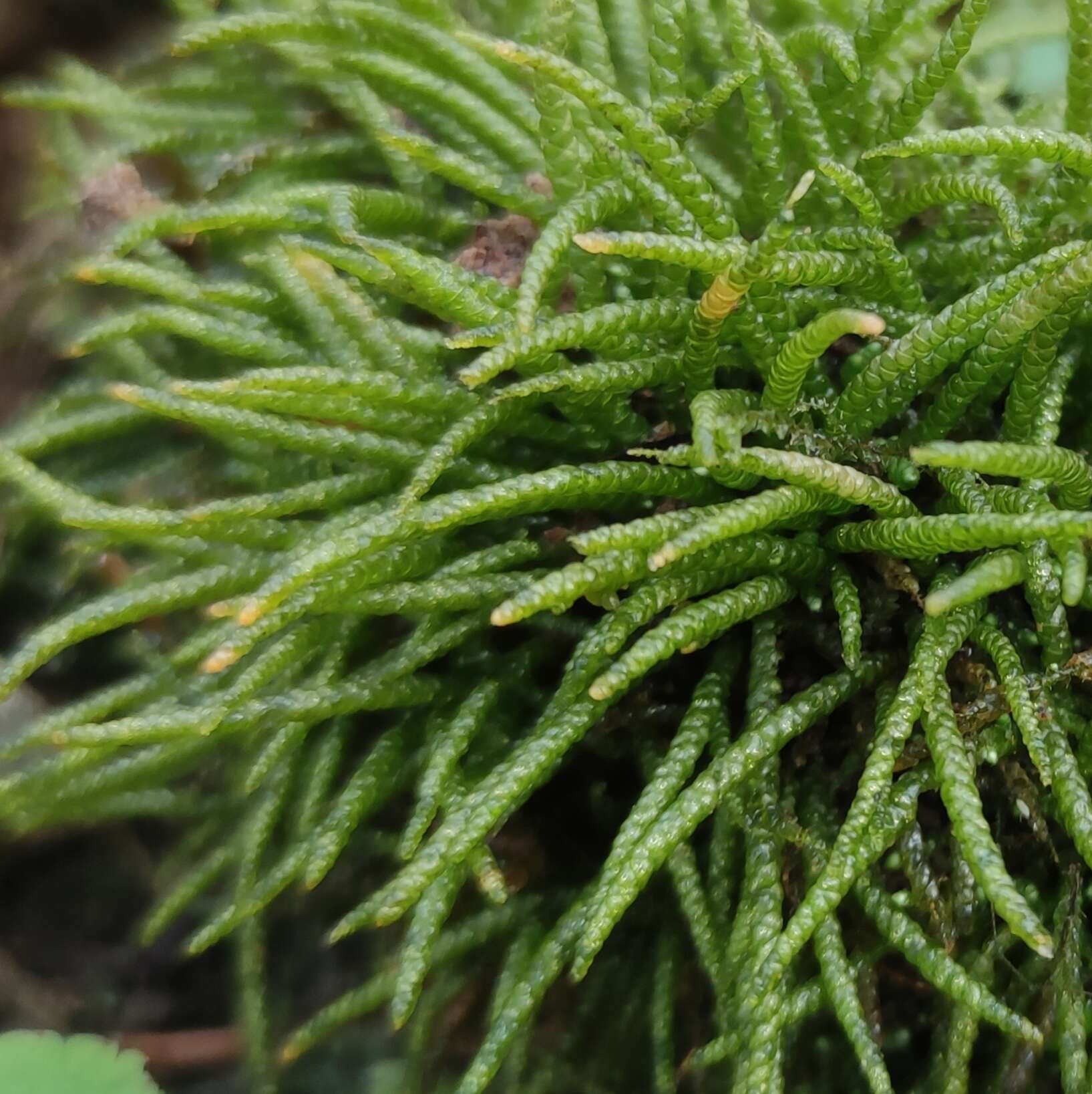 Image of myuroclada moss