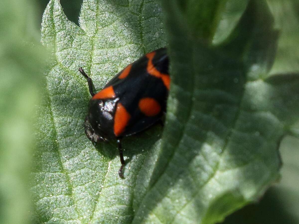 Image of Cercopis sanguinolenta (Scopoli 1763)