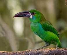 Image of Crimson-rumped Toucanet