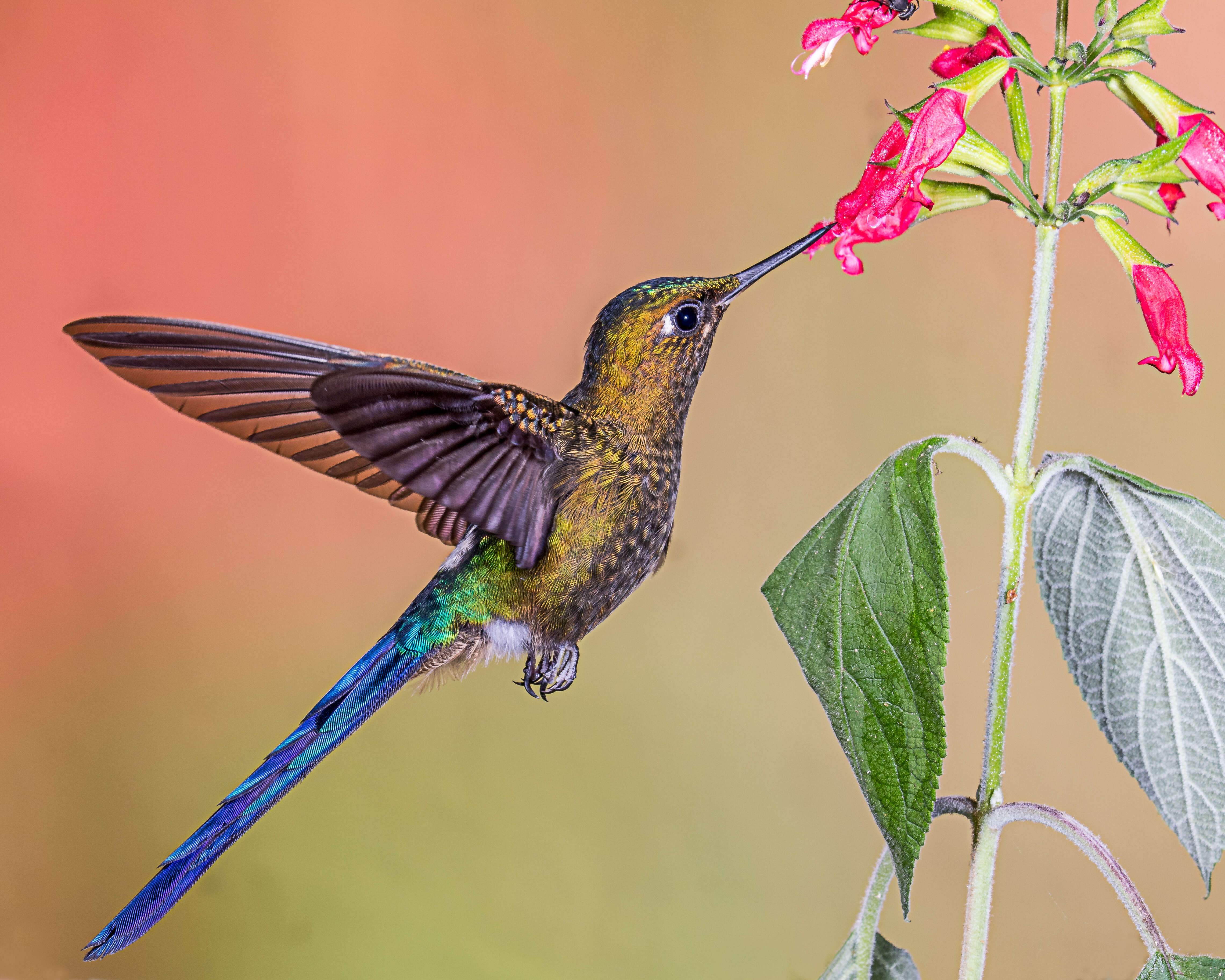 Image of Violet-tailed Sylph