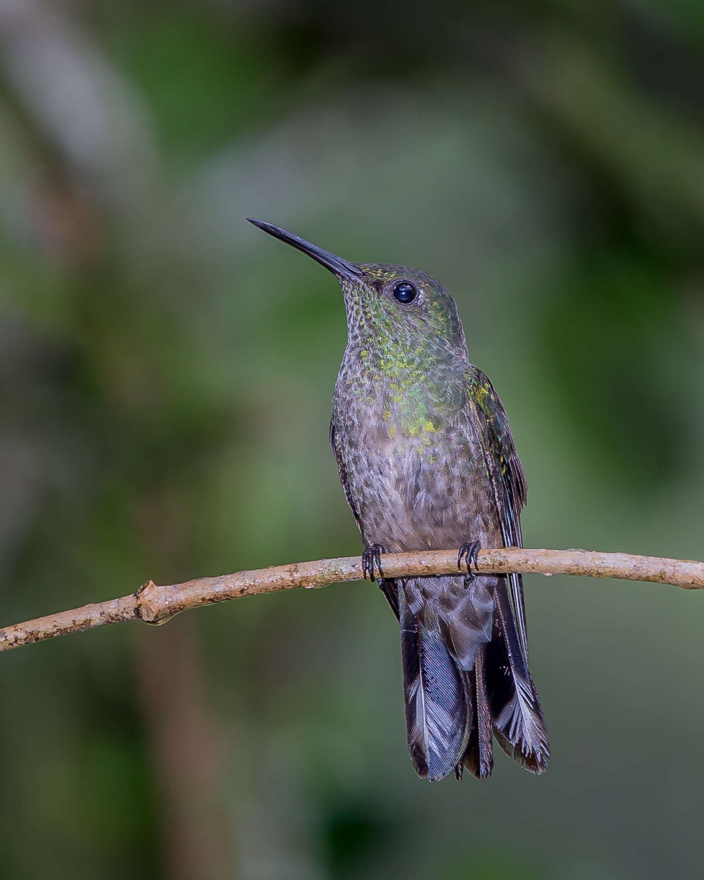 Image of Phaeochroa Gould 1861