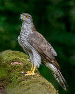 Image of Eurasian Goshawk