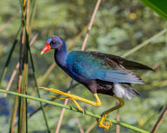 Image of American Purple Gallinule