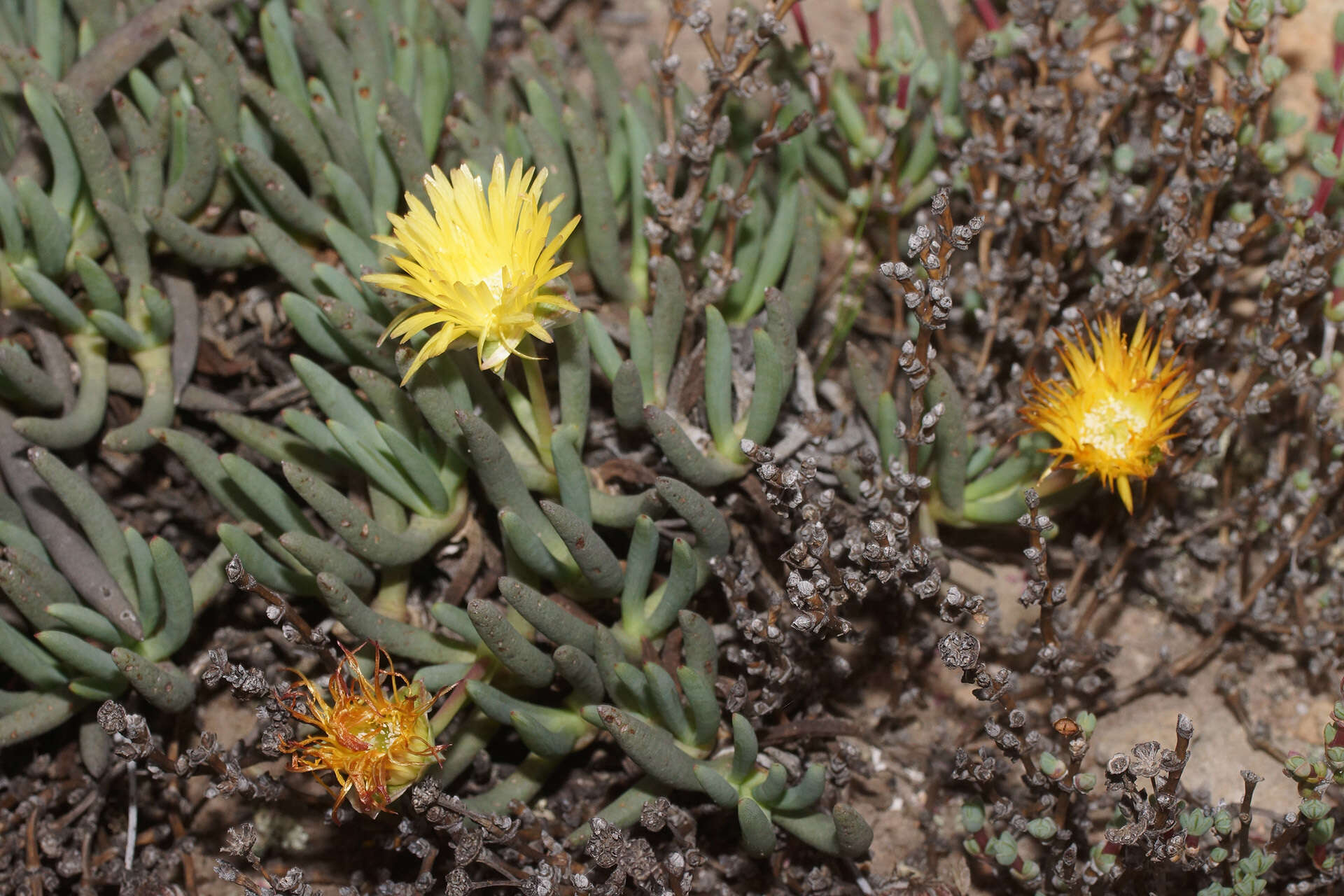 صورة Cephalophyllum loreum (L.) Schwant.