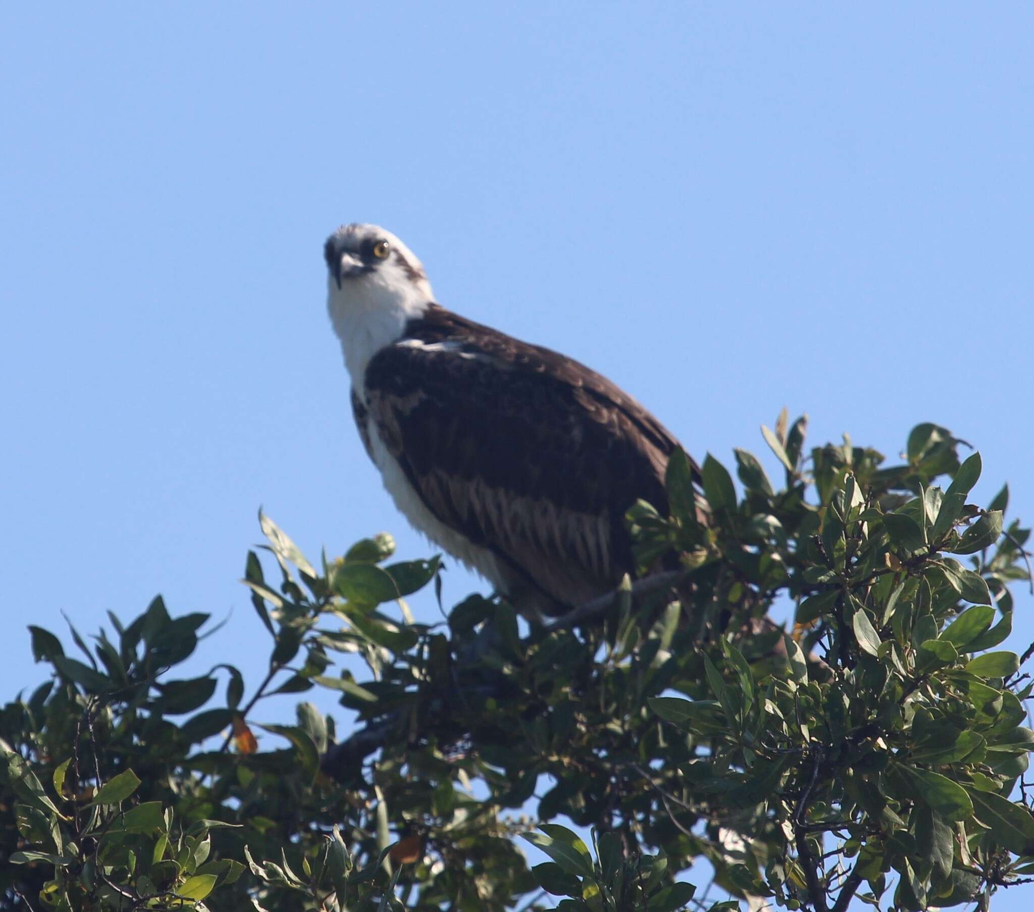 Image of Pandion haliaetus ridgwayi Maynard 1887