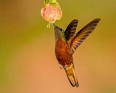 Image of Chestnut-breasted Coronet