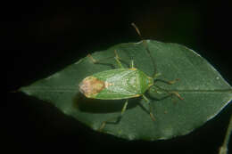 Image of Urostylis annulicornis Scott 1874