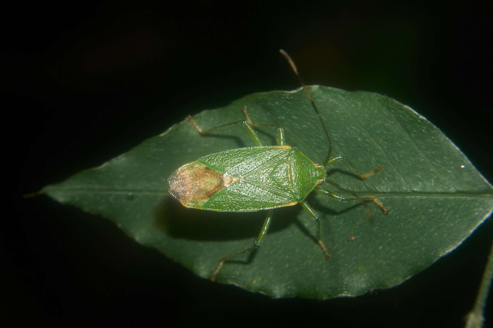 Image of Urostylis annulicornis Scott 1874
