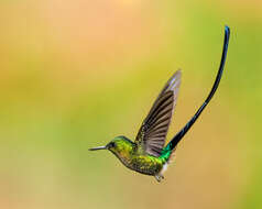 Image of Violet-tailed Sylph