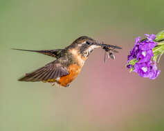 Image of Purple-throated Woodstar