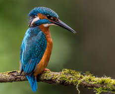 Image of Common Kingfisher