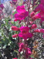 Image of San Jacinto beardtongue