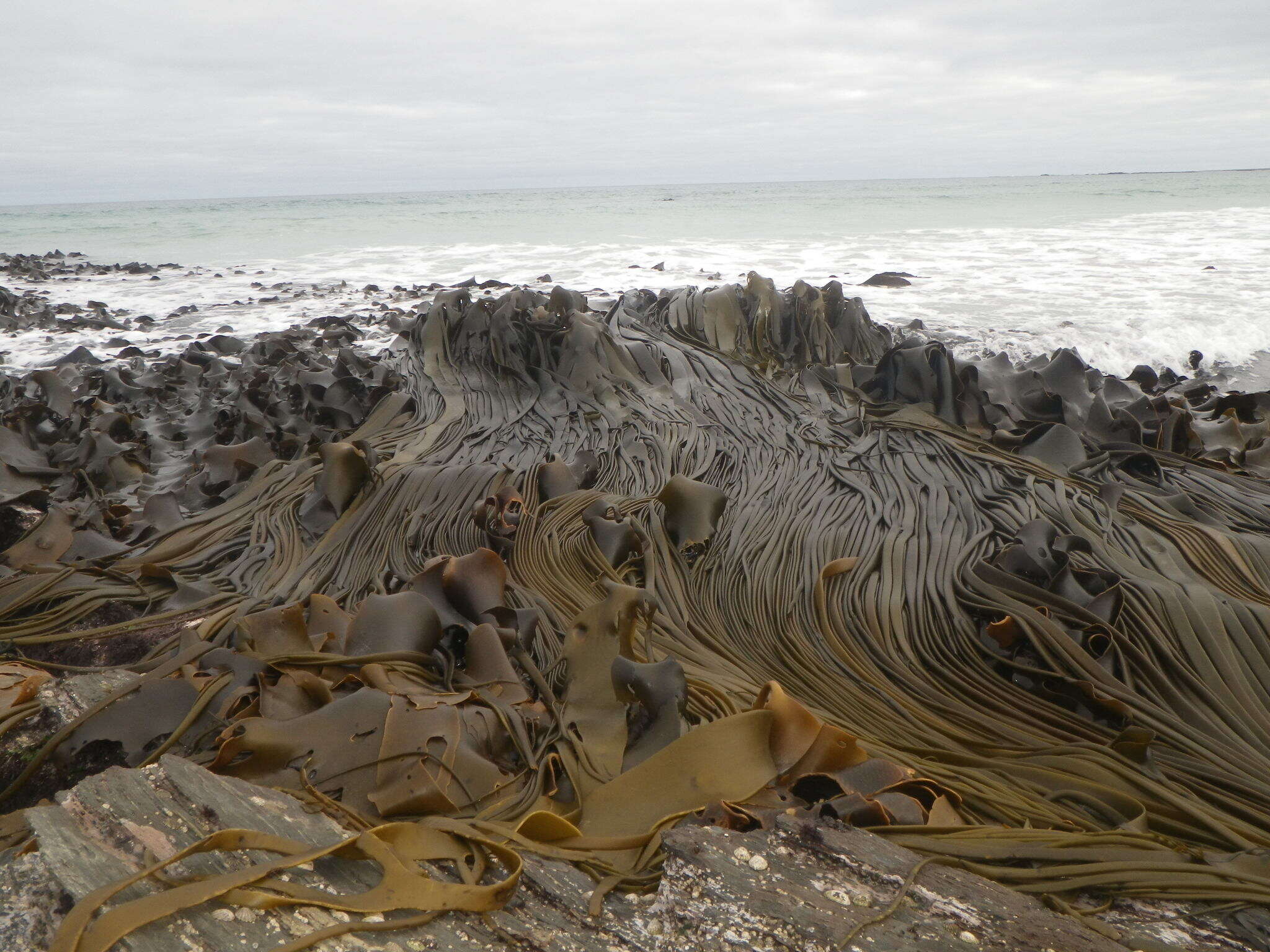 Image of New Zealand bull kelp