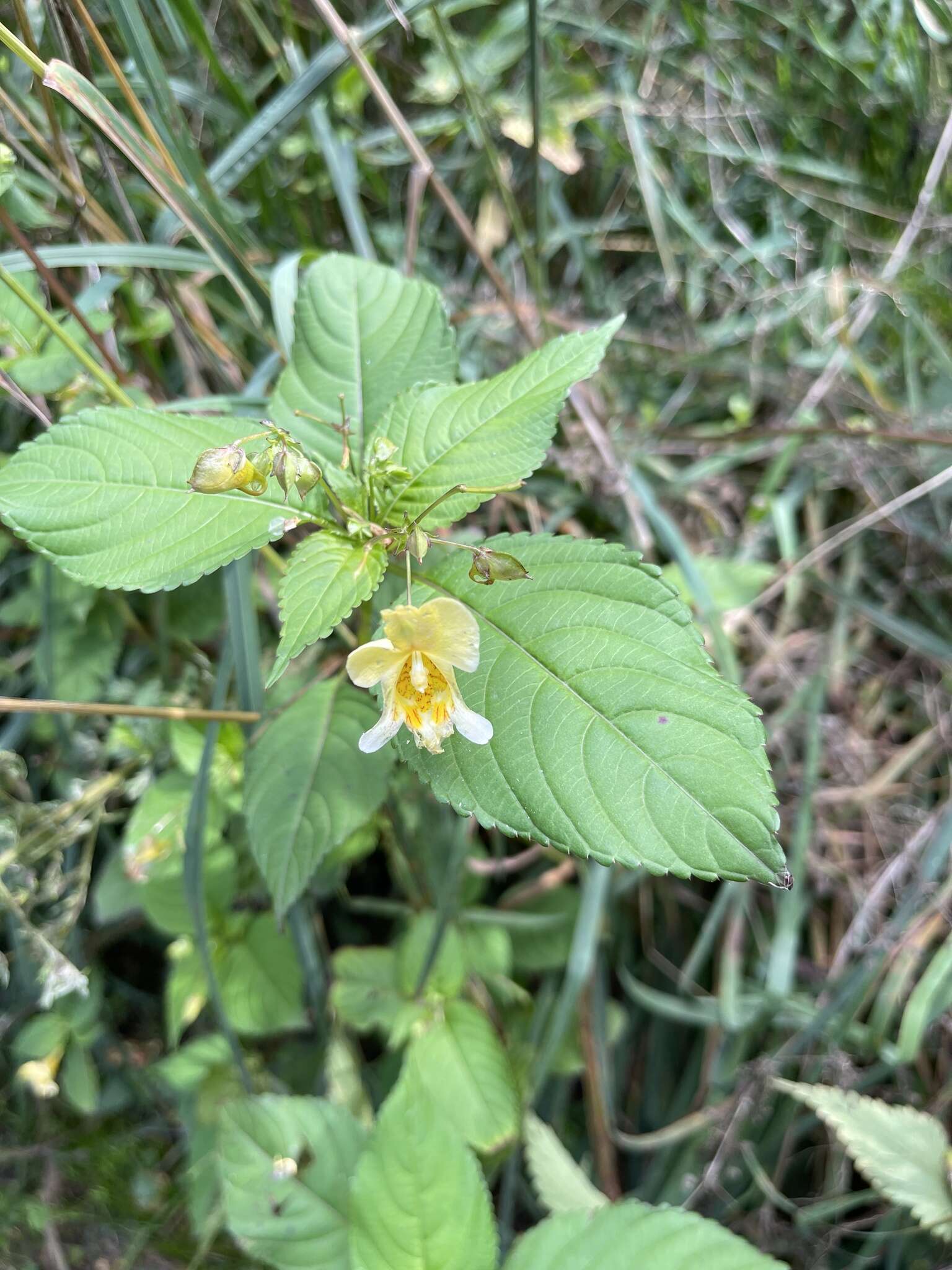 Image of Impatiens edgeworthii Hook. fil.