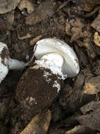 Image of Western North American Destroying Angel