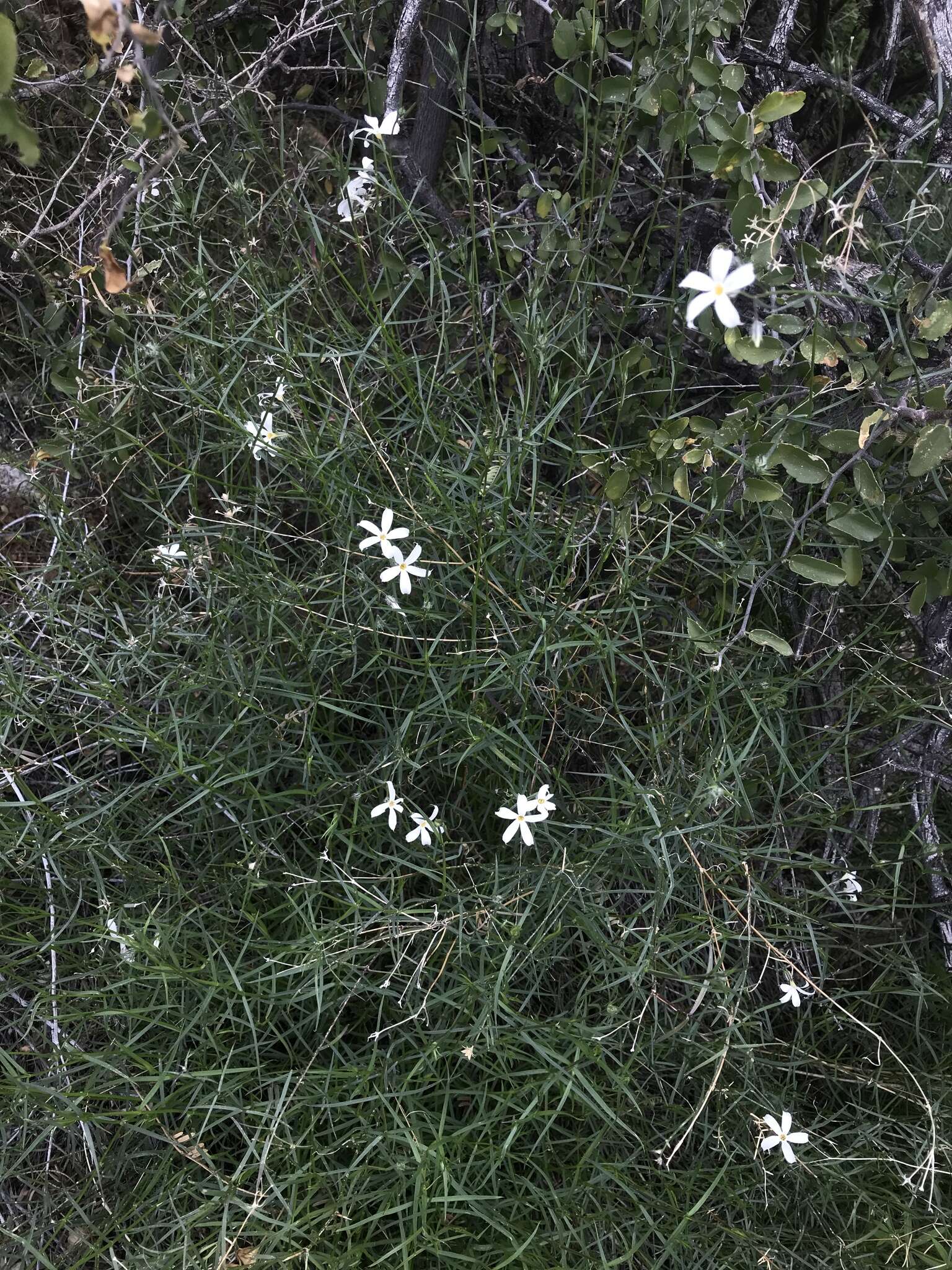 Imagem de Phlox tenuifolia E. Nelson