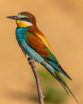 Image of bee-eater, european bee-eater