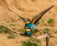 Image of bee-eater, european bee-eater