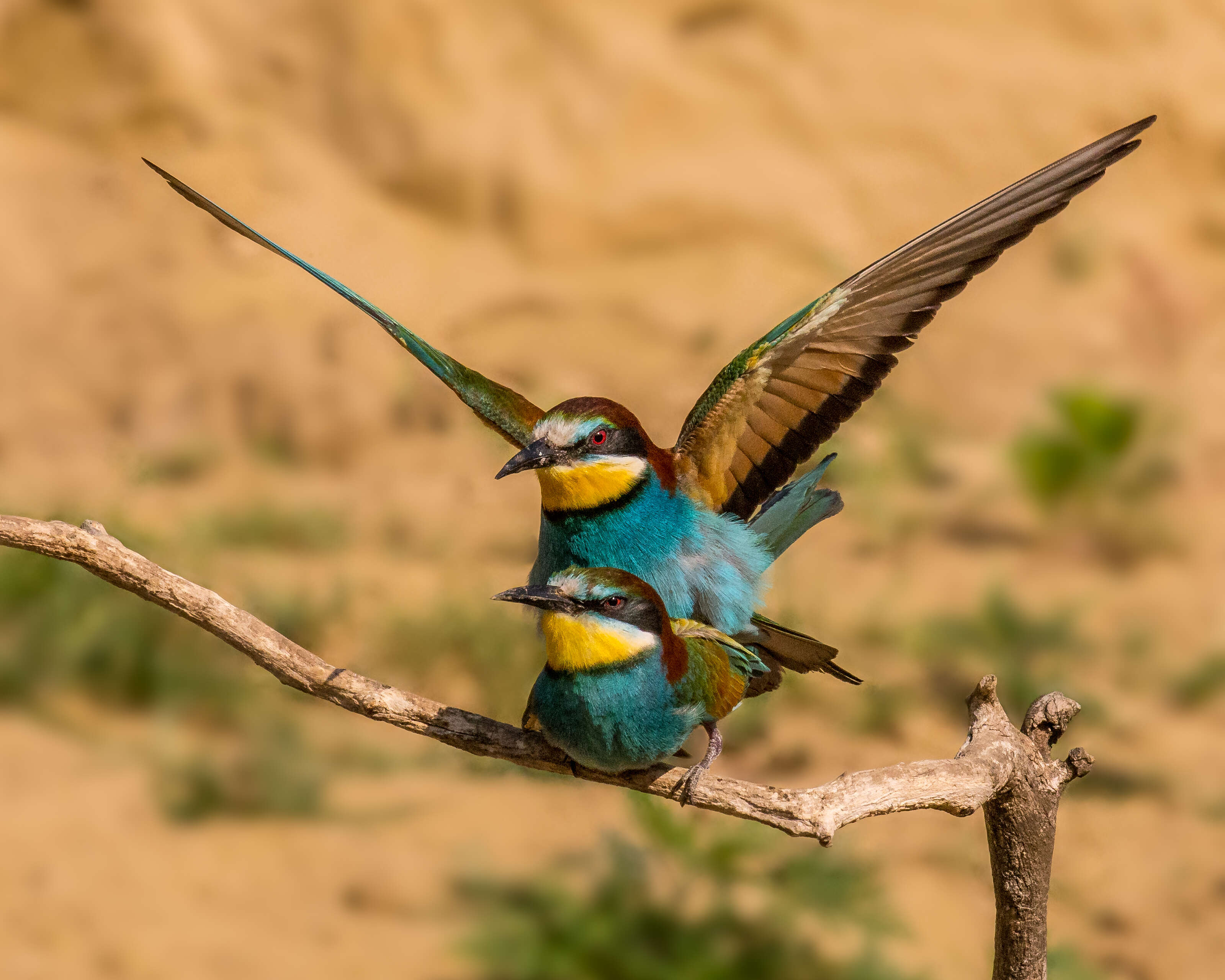 Image of bee-eater, european bee-eater