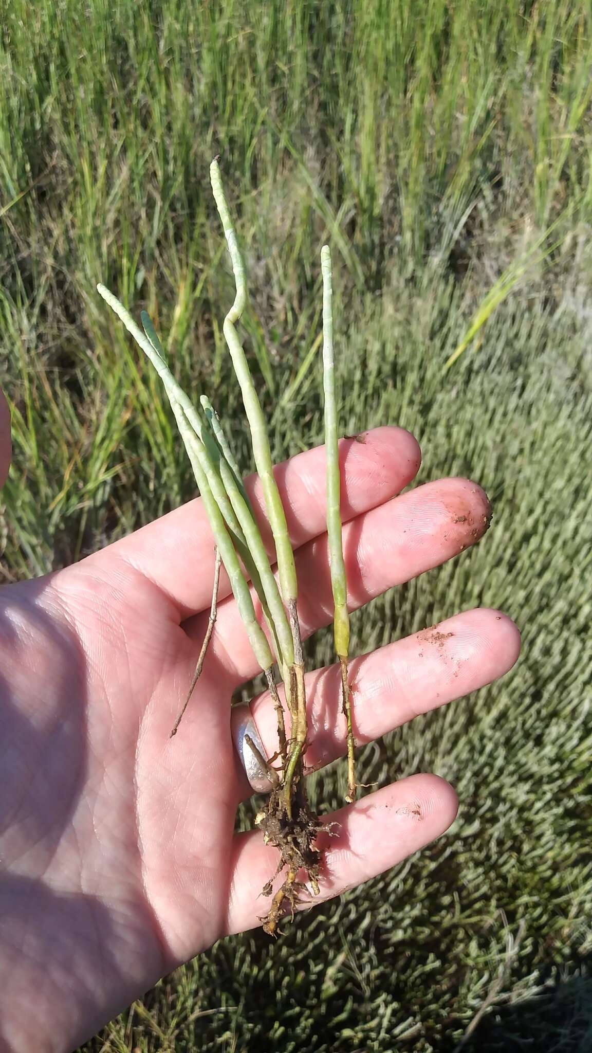 Image of Perennial Glasswort