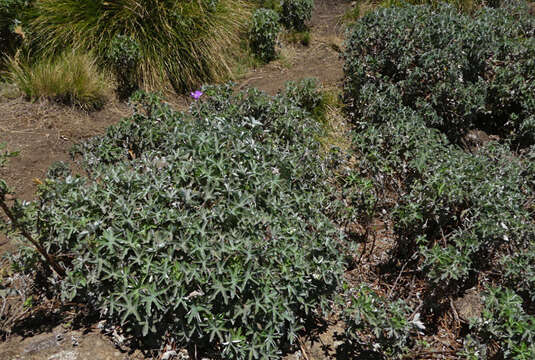 Image of Geranium pulchrum N. E. Br.