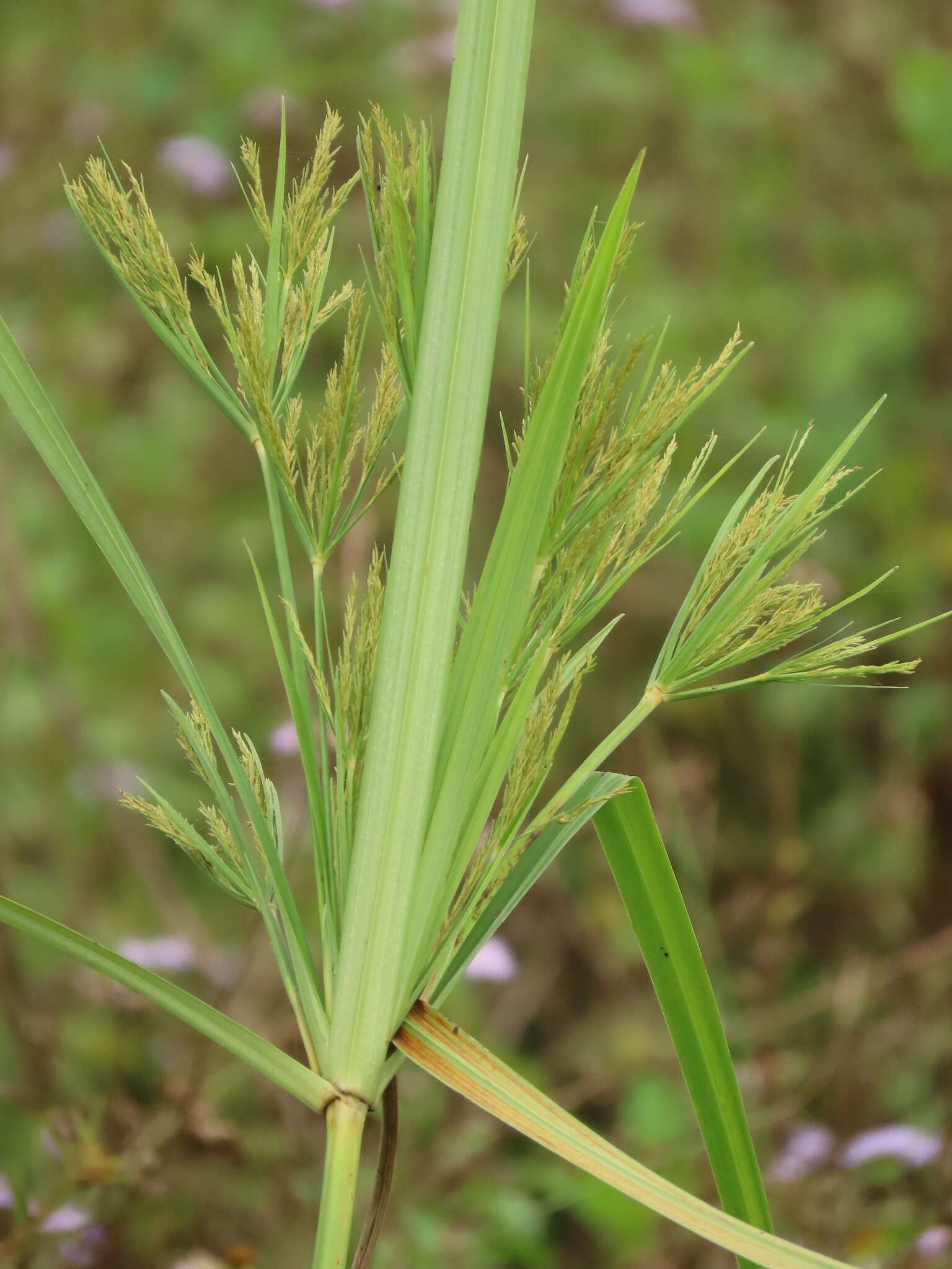 Cyperus nutans var. subprolixus (Kük.) Karth.的圖片