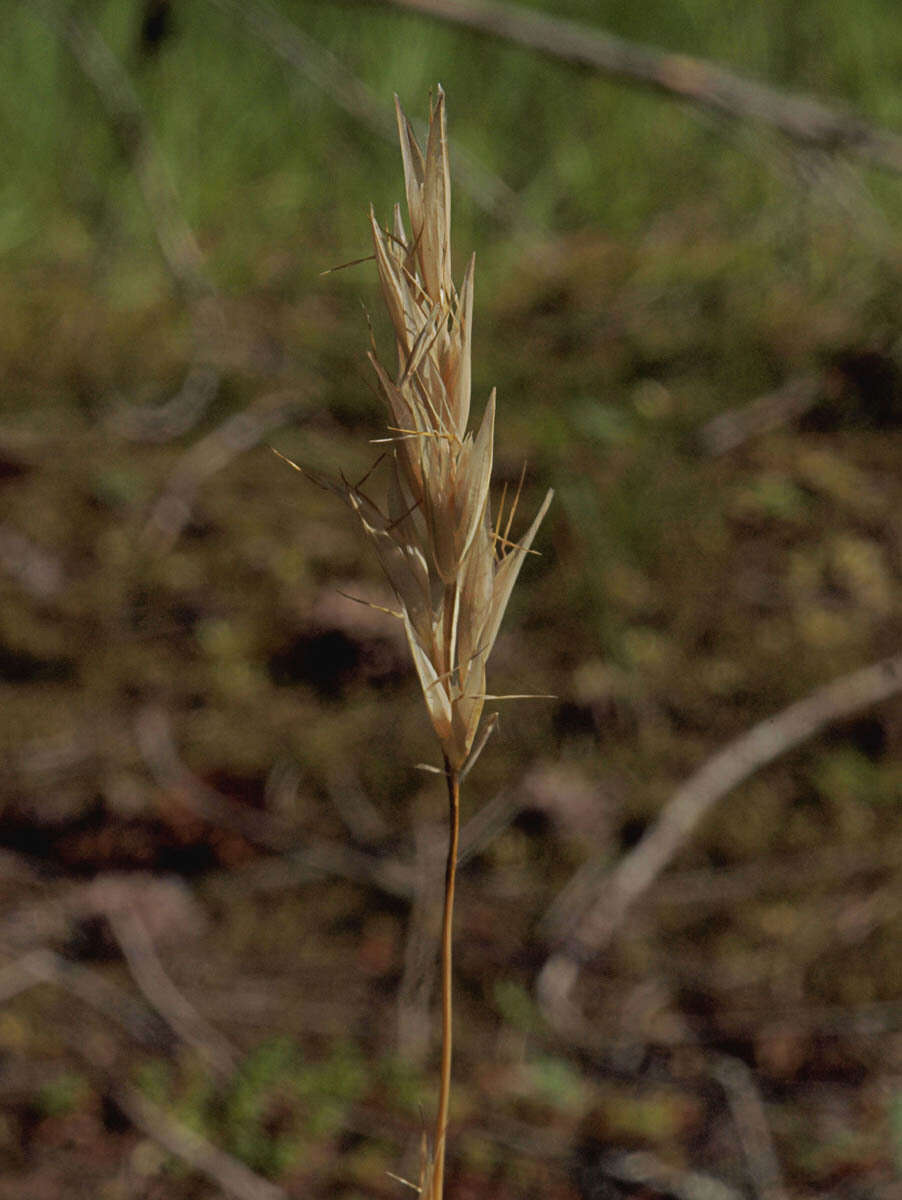 Image de Danthonia intermedia subsp. intermedia