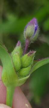 Image of prairie spiderwort