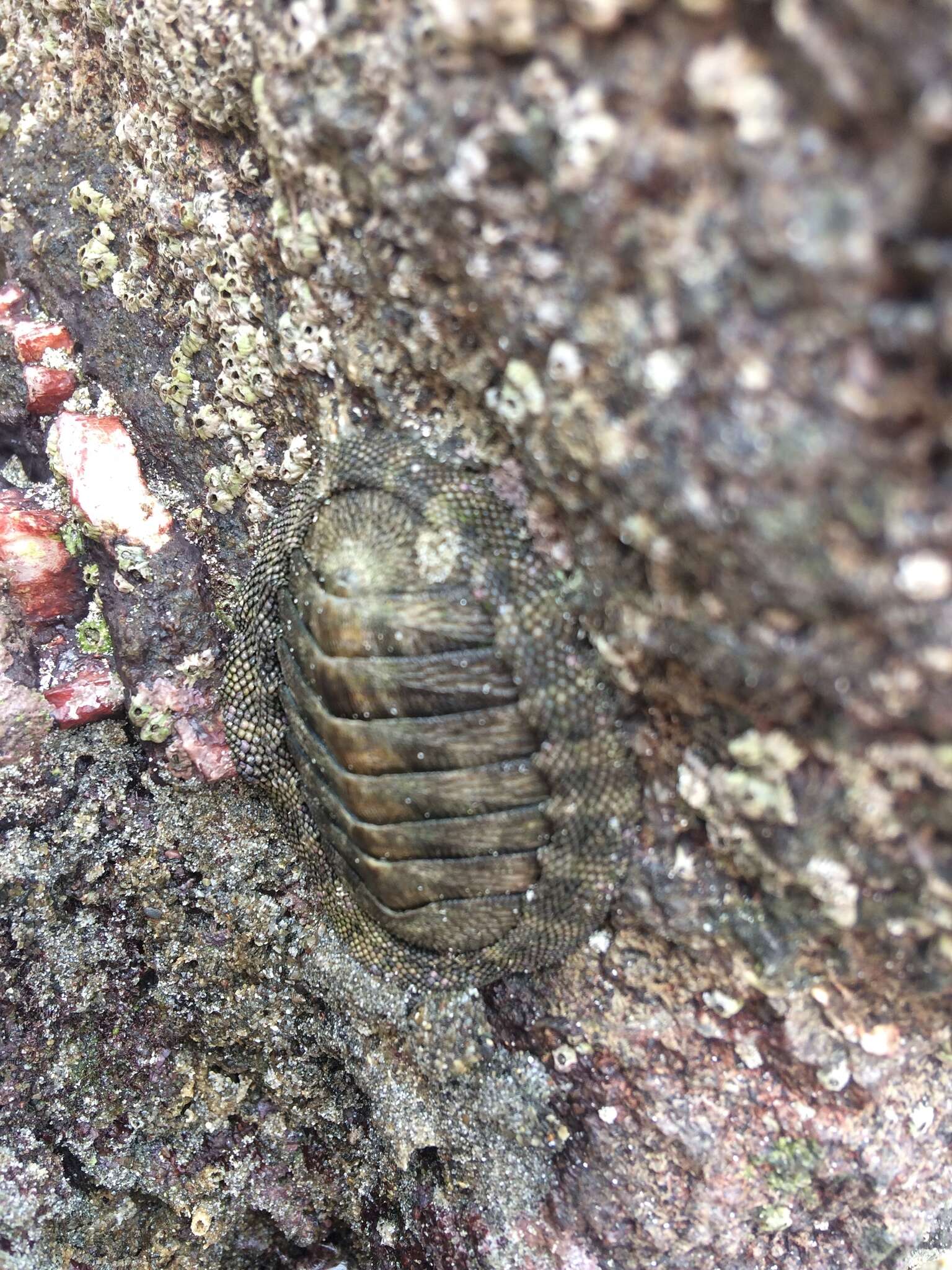 Image of Chiton stokesii Broderip 1832