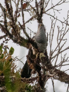 Image of Madagascar Cuckoo