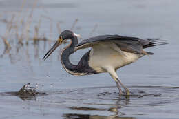 Image de Aigrette tricolore