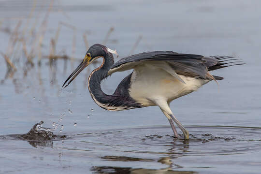 Image de Aigrette tricolore