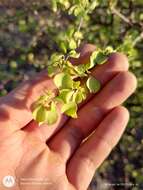 Image of Euphorbia californica Benth.