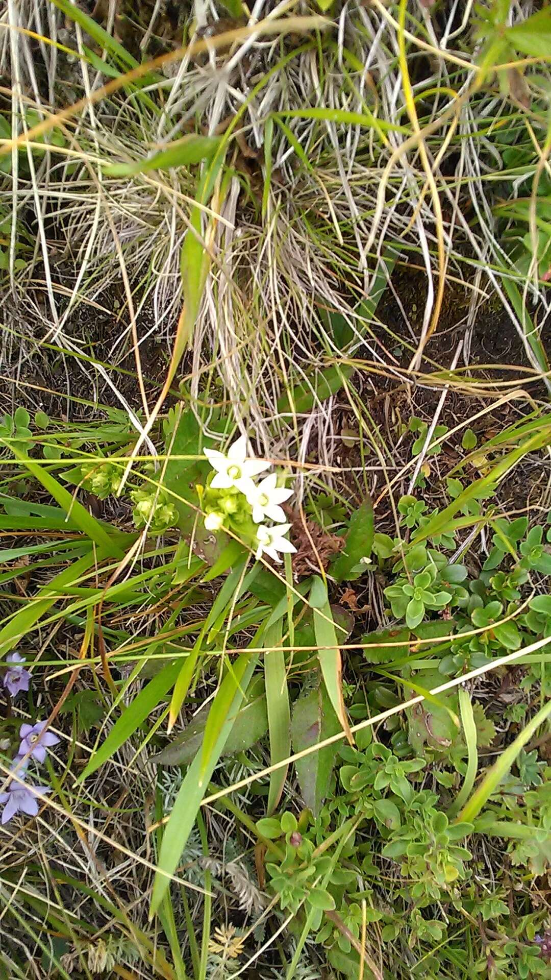 Image de Gentianella biebersteinii (Bunge) Holub