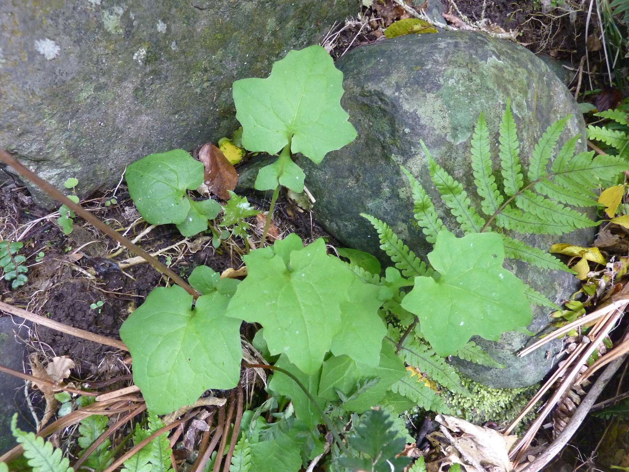 Image of wall lettuce