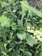 Image of garden lettuce