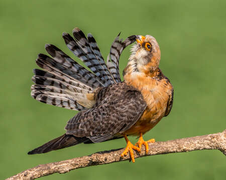 Image of Red-footed Falcon