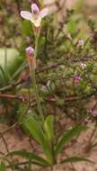 Image of Sparaxis parviflora (G. J. Lewis) Goldblatt