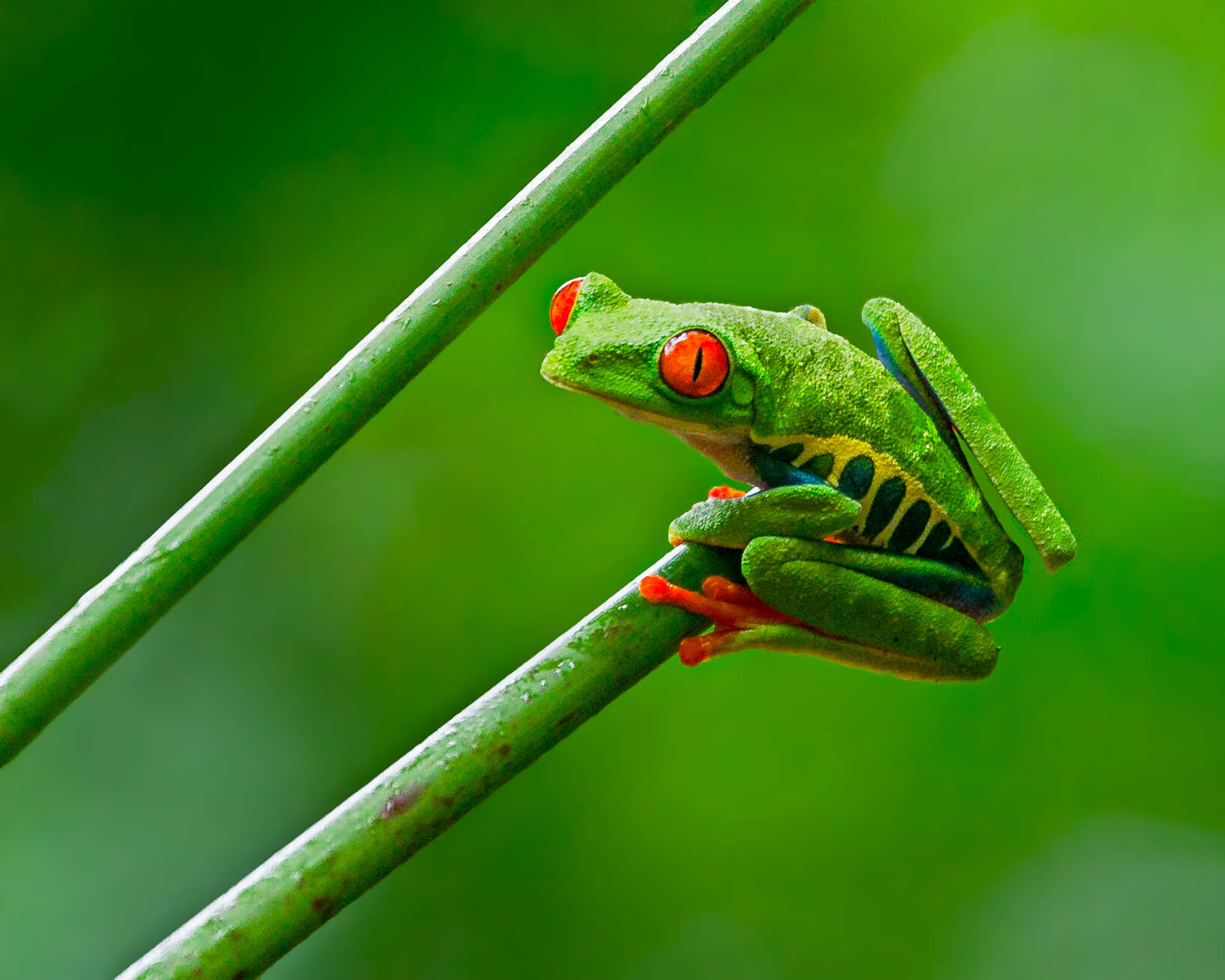 Image of Red-eyed Leaf frog